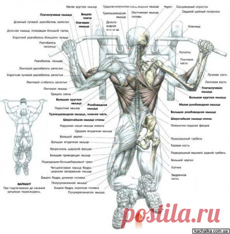 Подтягивания / Спорт Сильных!