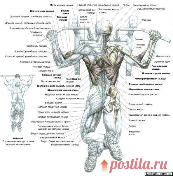 Подтягивания / Спорт Сильных!