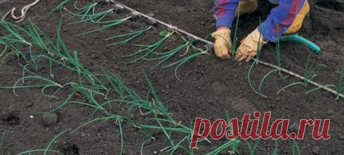 Гигантский лук Эксибишен, выращивание через рассаду и семенами