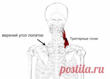 Мышца поднимающая лопатку. Самомассаж