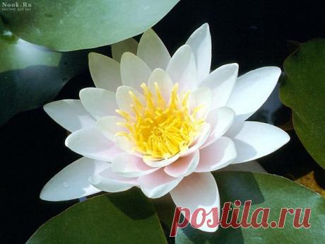 Фото ЛОТОС. Альбом Лотосы и лебеди. Чистота. - 156 фото. Фотографии Наталья Ефремова.