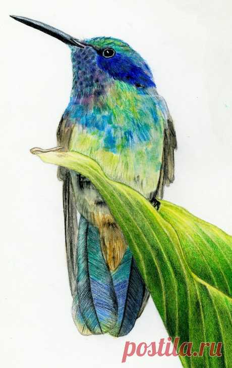 colored-pencil-art-1.jpg (736×1164)