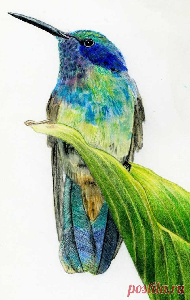 colored-pencil-art-1.jpg (736×1164)