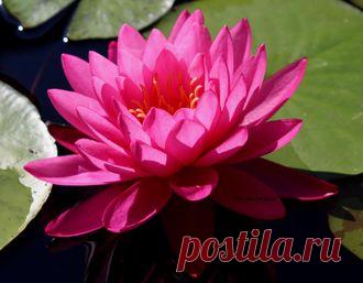 ВОДНЫЕ РАСТЕНИЯ - "Mayla"