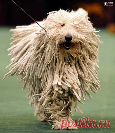 Комондор - собака с дредами - Путешествуем вместе