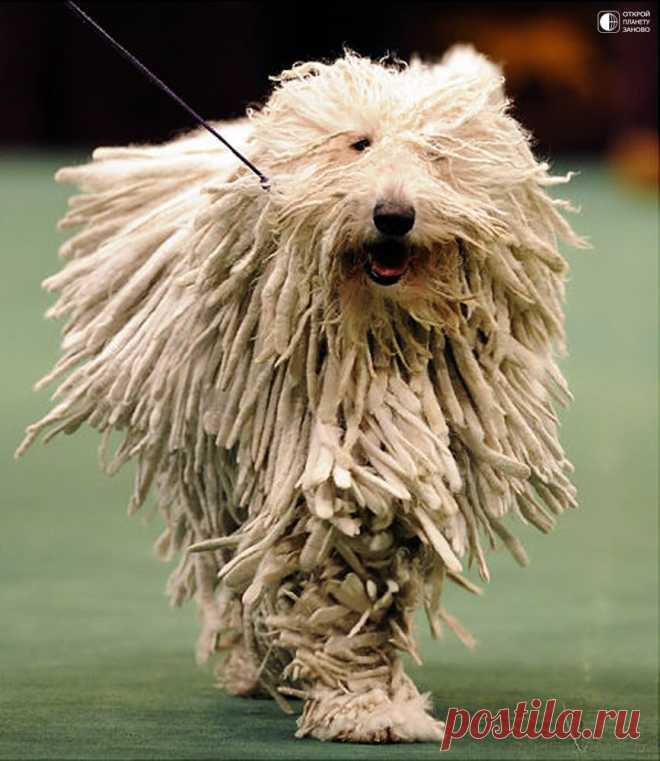 Комондор - собака с дредами - Путешествуем вместе