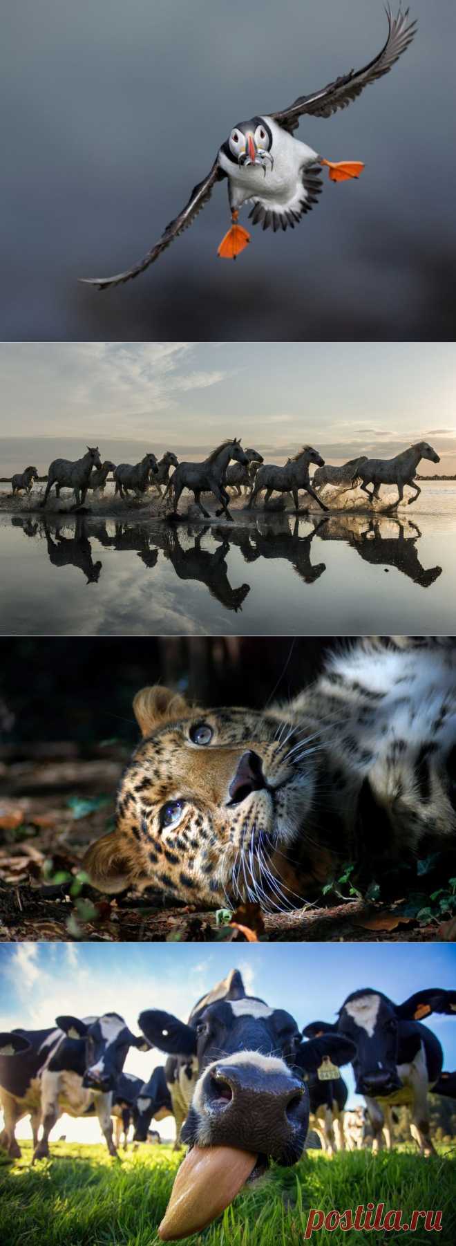 Лучшие фотографии National Geographic за июнь