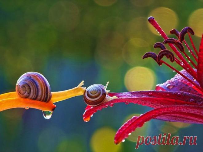 Личная жизнь улиток