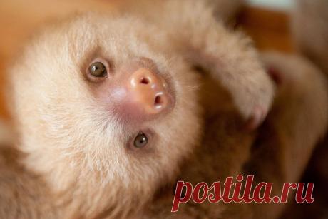 Приют для сироток-ленивцев — Наука и жизнь