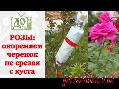 РОЗЫ: окореняем черенок не срезая с куста. Размножаем РОЗЫ легко и просто!