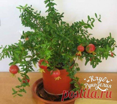 Выращивание граната на подоконнике😍 / Рукоделие