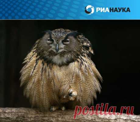 Британские котята на выставке кошек и другие &quot;звериные новости&quot; | РИА Новости