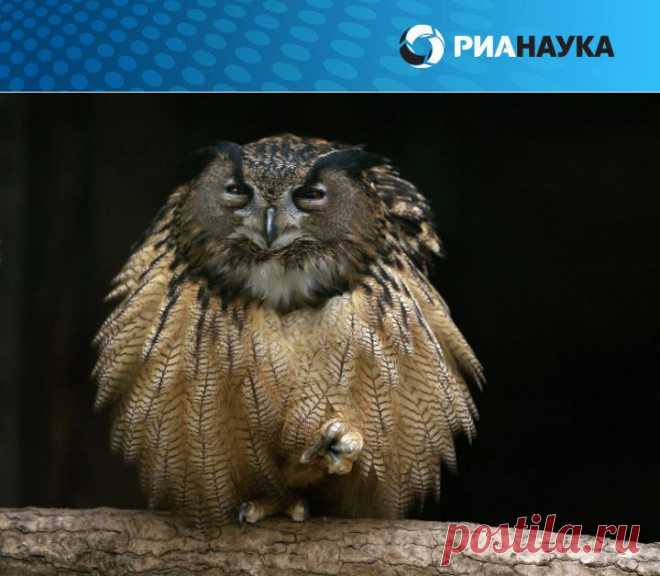 Британские котята на выставке кошек и другие "звериные новости" | РИА Новости