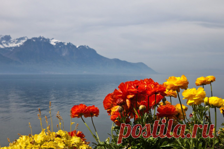Обои Пейзаж Швейцария Горы Montreux Природа Цветы - Фото : 345423