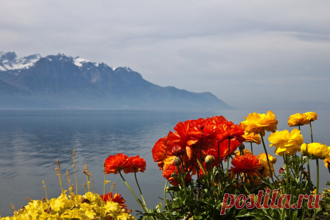 Обои Пейзаж Швейцария Горы Montreux Природа Цветы - Фото : 345423