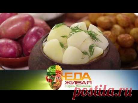 "Живая еда". Картофель - второй хлеб: вся правда о картошке. Спецвыпуск (17.10.2020)