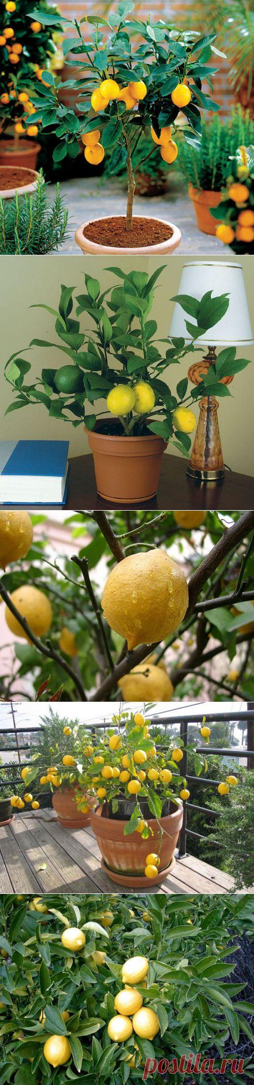 Комнатный лимон - правила выращивания | РОЗЫ