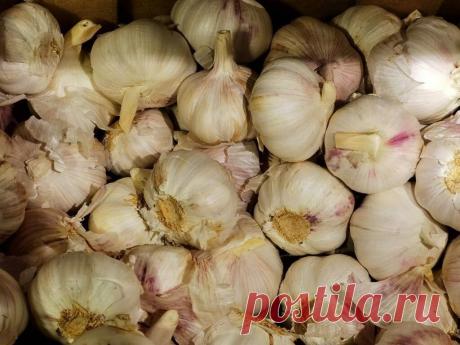 Сохраняем чеснок в домашних условиях до самой весны Все огородники желают сохранить чеснок, выращенный своими руками, до весны. Расскажем о нескольких способах хранения овоща в домашних условиях.