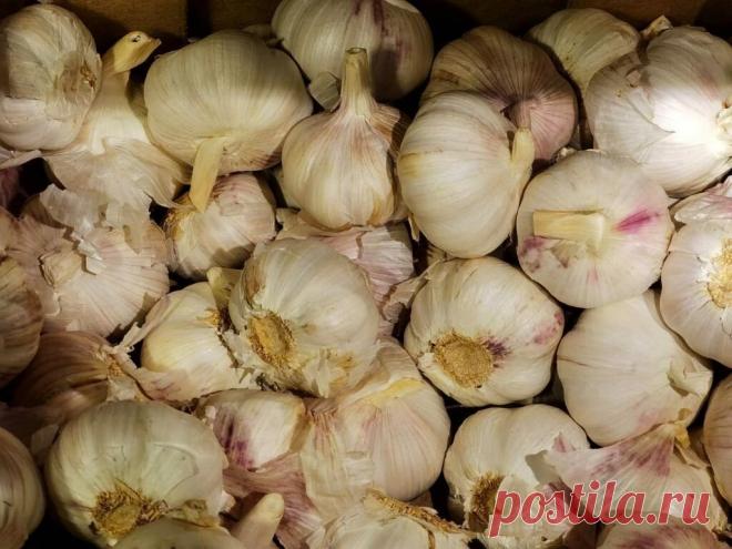 Сохраняем чеснок в домашних условиях до самой весны Все огородники желают сохранить чеснок, выращенный своими руками, до весны. Расскажем о нескольких способах хранения овоща в домашних условиях.