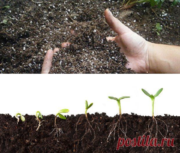 Как правильно выбрать и где купить почвогрунт?