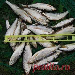 Осень: время лова крупной уклейки - МирТесен