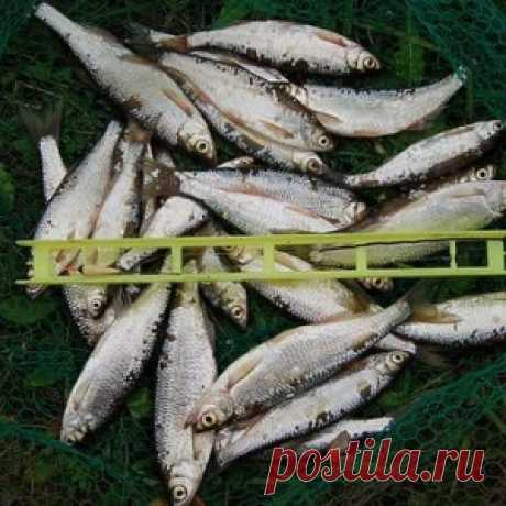 Осень: время лова крупной уклейки - МирТесен