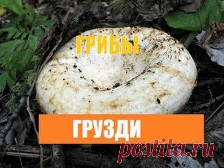 Сбор грибов .Грузди.