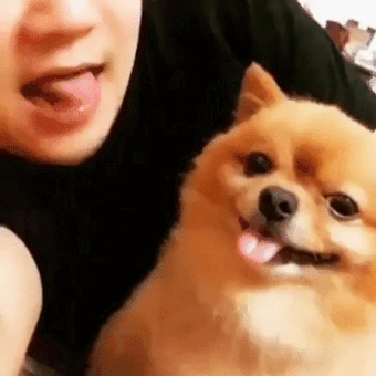 Смешные истории о братьях наших меньших в гифках - Хитрости Жизни - медиаплатформа МирТесен