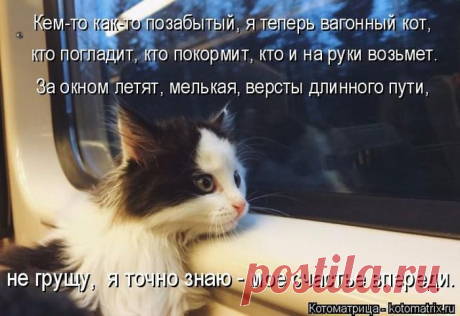 Лучшие котоматрицы за прошедшую неделю / Питомцы
