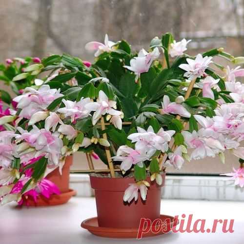 МИР РАСТЕНИЙ. Зигокактус (декабрист, рождественник)