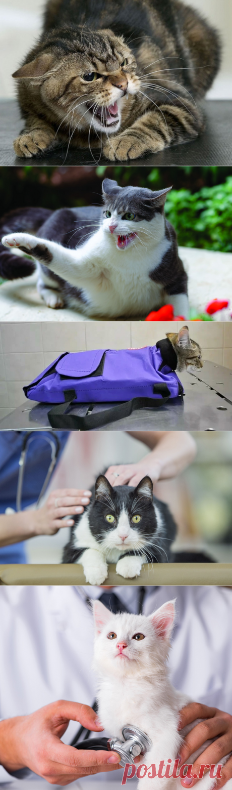 Как кошки ведут себя на приеме у ветеринара | Зооляндия