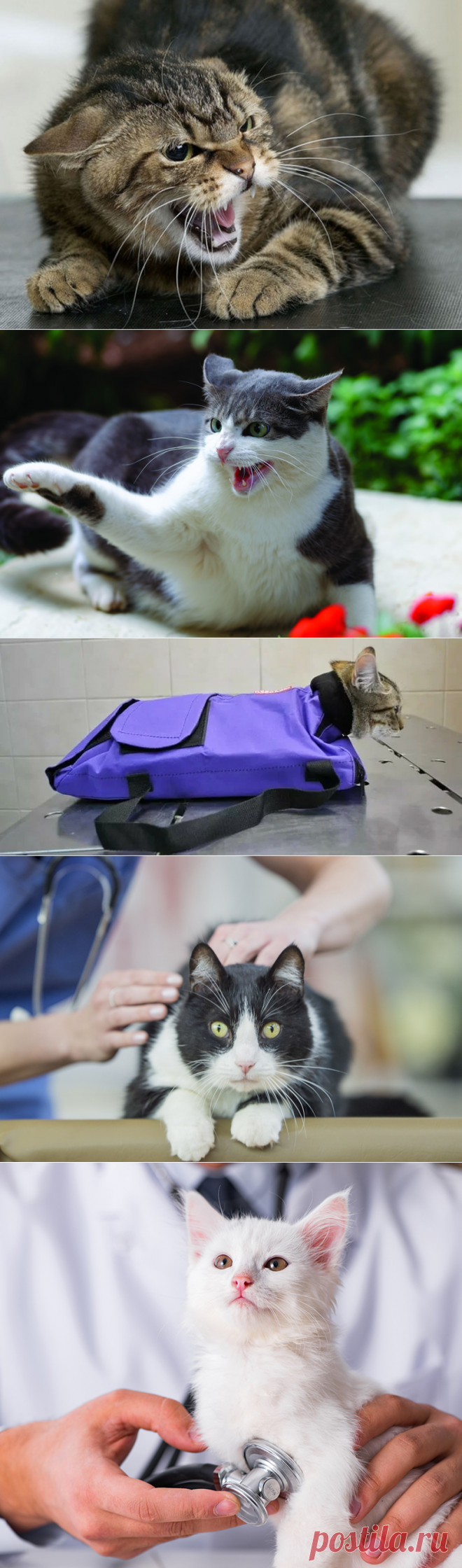 Как кошки ведут себя на приеме у ветеринара | Зооляндия