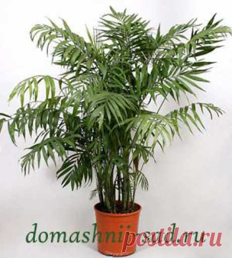 Хамедорея изящная (Chamaedorea elegans)