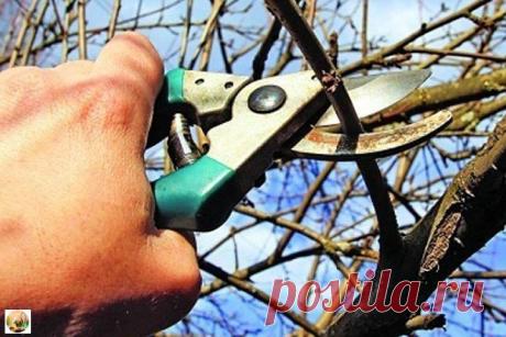 ПОЛИВ СМОРОДИНЫ КИПЯТКОМ