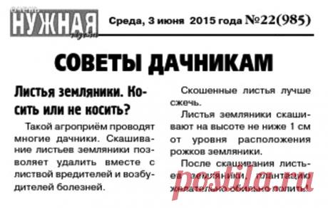 Листья земляники. Косить или не косить?