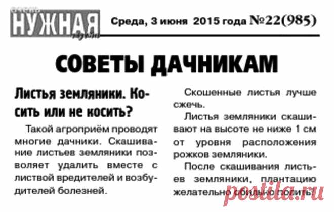 Листья земляники. Косить или не косить?