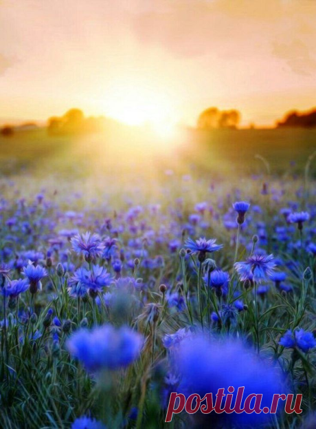 i (736×996)