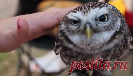 Самое мимимишное видео: эти забавные животные-малыши | Вокруг света | Среда обитания