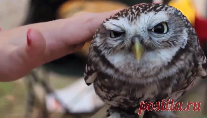 Самое мимимишное видео: эти забавные животные-малыши | Вокруг света | Среда обитания