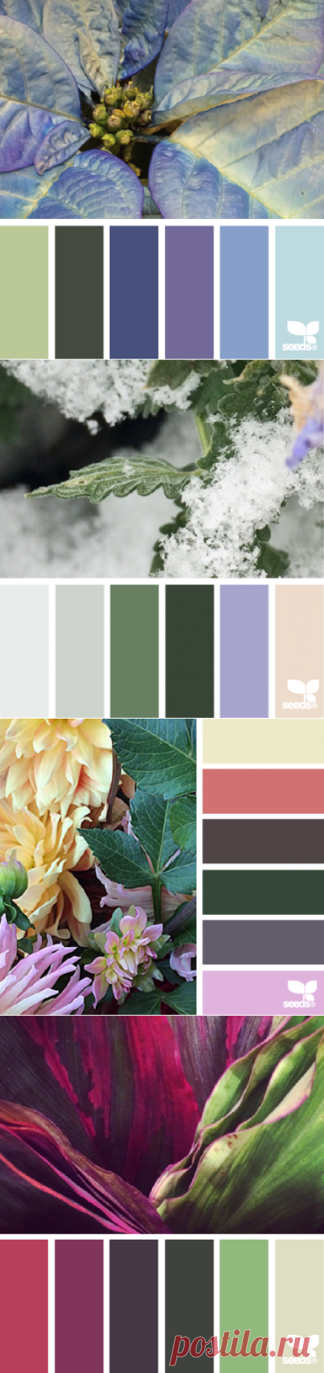 design seeds | for all who ♥ color