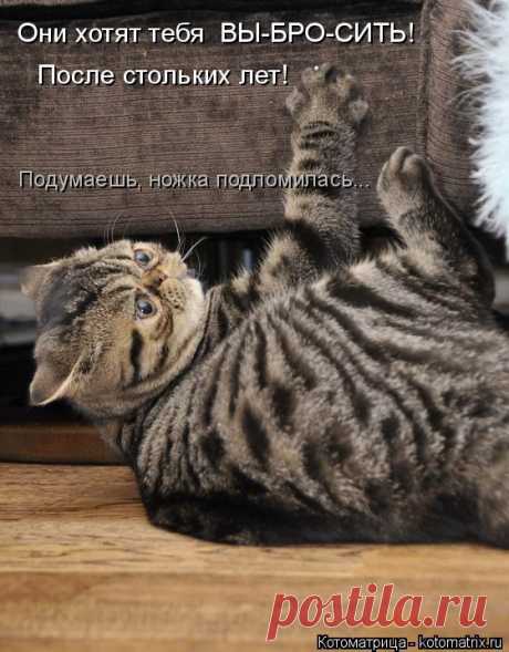 Котоматрица: Случайные котоматрицы