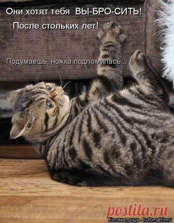 Котоматрица: Случайные котоматрицы