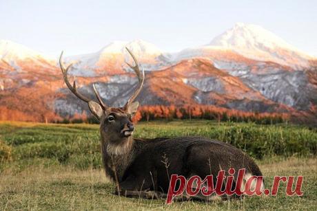 Красавцы олени A.