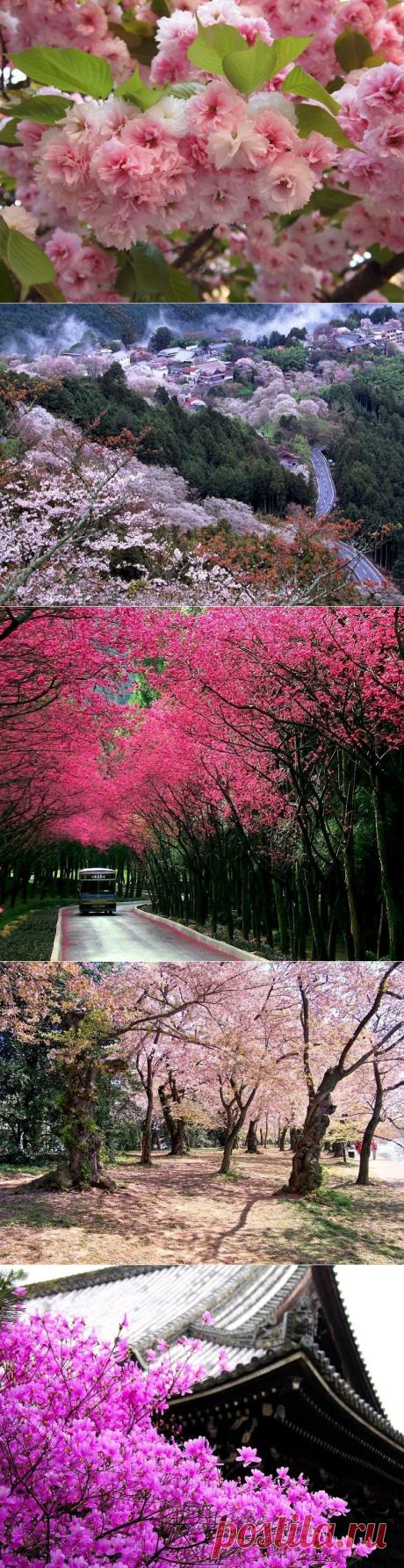 Цветение сакуры в Японии.