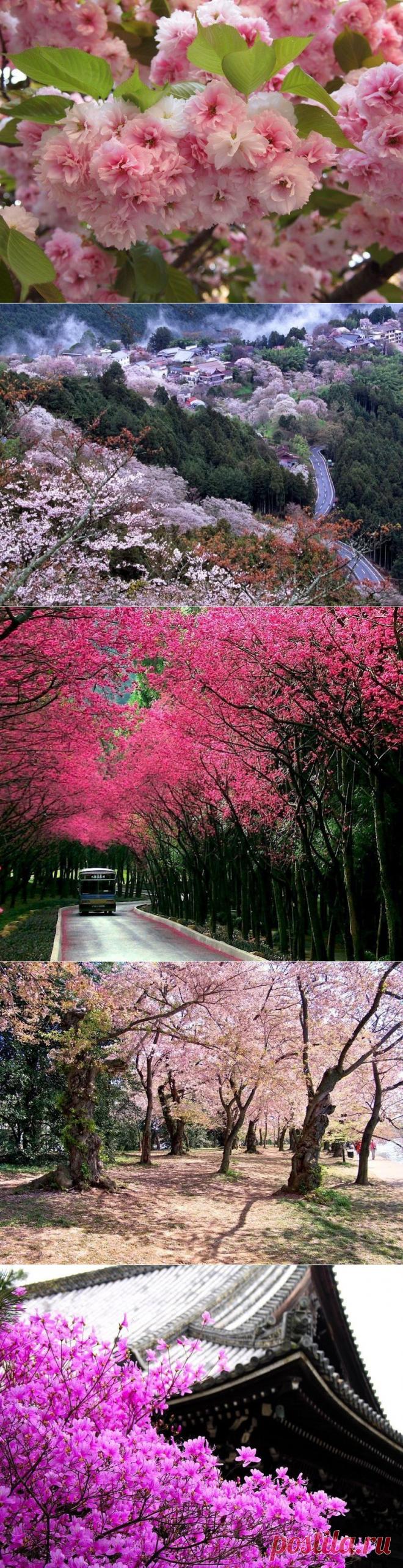 Цветение сакуры в Японии.