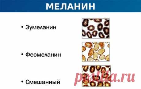 Недостаток меланина: чем возобновить выработку пигмента - Estet-Portal