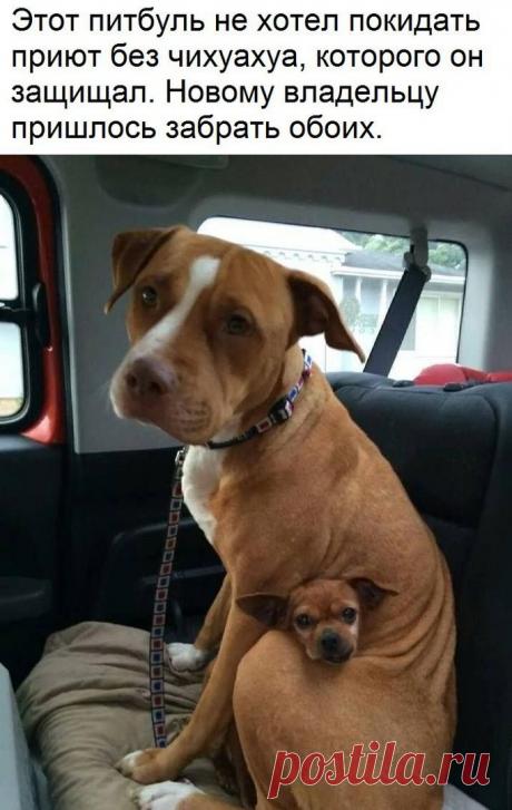 Подборка смешных и веселых надписей к картинкам из сети