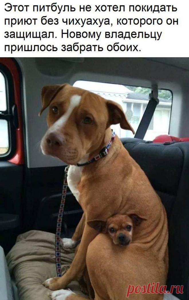 Подборка смешных и веселых надписей к картинкам из сети