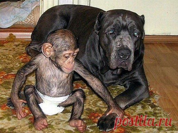 Ну разве важно как выглядит любящая мама? :)

Когда в зоопарке умерла шимпанзе, недавно родившая малыша, сотруднику пришлось взять шимпанзенка домой для выкармливания. И тут случилось чудо - о маленькой обезьянке стала заботиться собака, как раз в это время выкармливающая щенков.