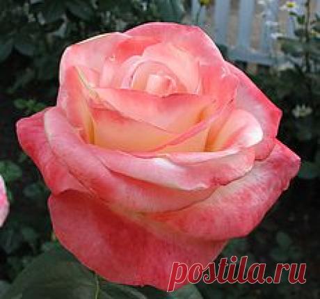 Фабрика Роз